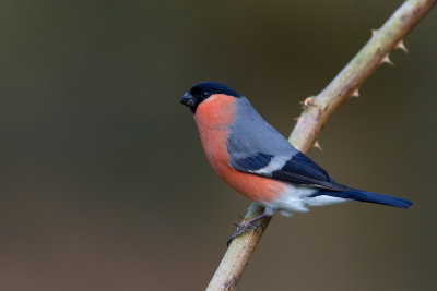 Bullfinch (Pyrrhula pyrrhula)