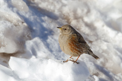 Alpine Accentor (Prunella collaris)