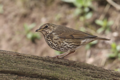 Song Thrush (Turdus philomelos) 