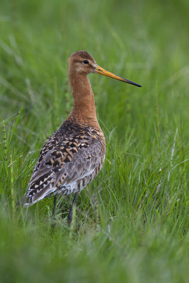 Black-tailed Godwit (Limosa limosa islandica)