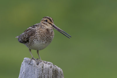 Common Snipe (Gallinago gallinago)