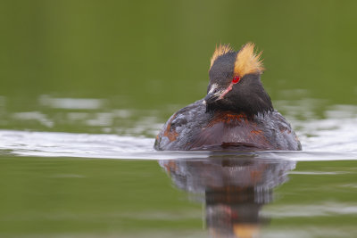 Slavonian Grebe (Podiceps auritus)