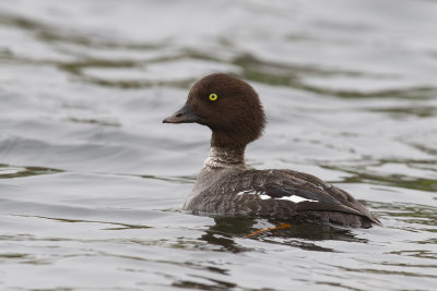 Barrow's Goldeneye (Bucephala islandica)