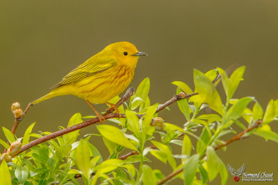 Paruline jaune 1.jpg