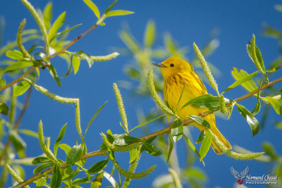 Paruline jaune 2.jpg