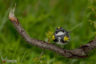 Paruline  croupion jaune 1.jpg