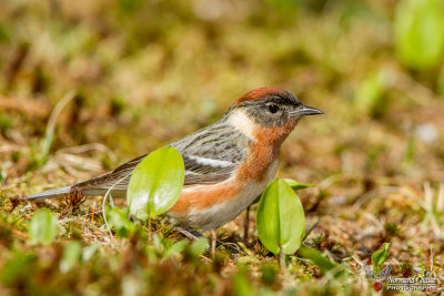 Paruline  poitrine baie 1.jpg