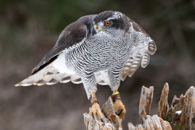 Raptor Conservancy D170301 1894 www.jpg