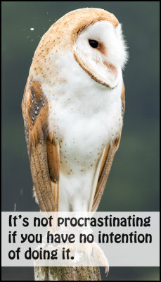 funny - its not procrastinating.jpg