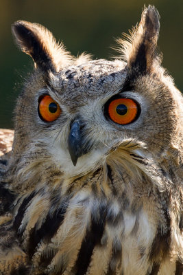 Raptor Conservancy D161105 1586 www.jpg