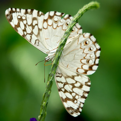 Butterfly Conservatory D170605 676 www.jpg