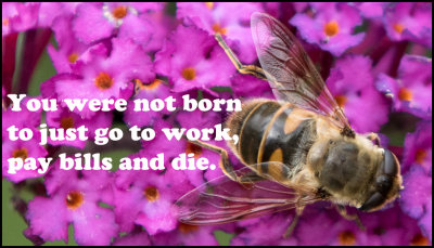 work - you were not born.jpg