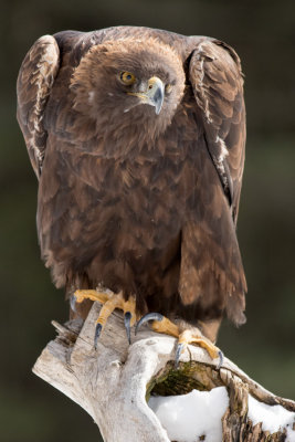 Raptor Conservancy D170301 1382 www.jpg