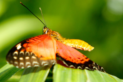 Butterfly Conservancy D180304 114 www.jpg