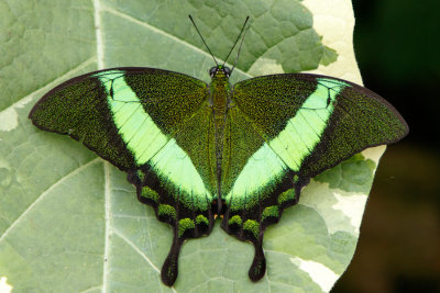 Butterfly Conservancy D180304 177 www.jpg