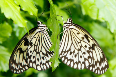 Butterfly Conservatory D180402 620 www.jpg
