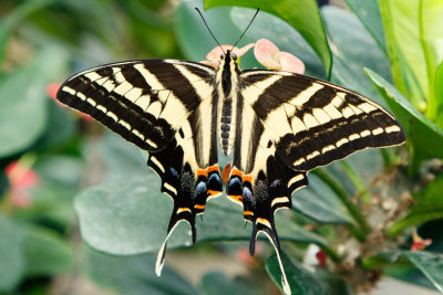 Butterfly Conservatory D180402 709 www.jpg