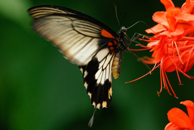 Butterfly_Conservatory_D180602_432_www.jpg