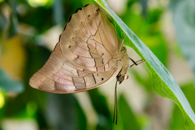 Butterfly_Conservatory_D180603_183_www.jpg