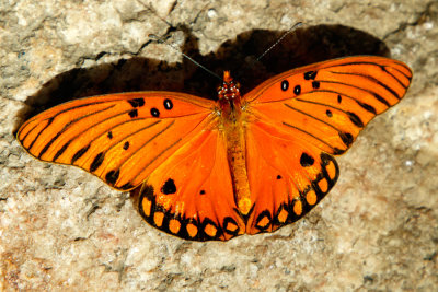 Butterfly_Conservatory_D180603_644_www.jpg