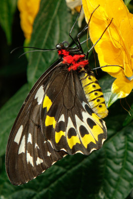 Butterfly_Conservatory_D180603_737_www.jpg