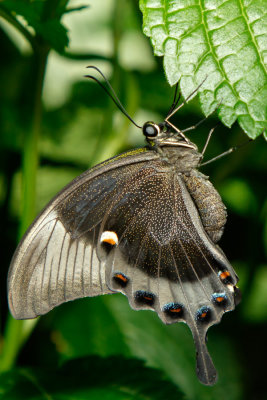 Butterfly_Conservatory_D180603_826_www.jpg