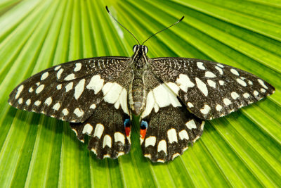 Butterfly_Conservatory_D180603_854_www.jpg
