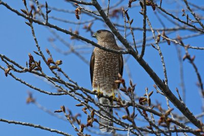 Cooper's Hawk