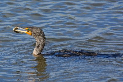 cormorant_fishing