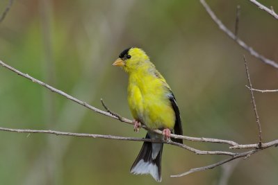Yellow fellow
