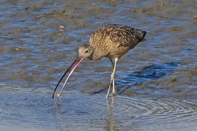 Long-billed Curlew            