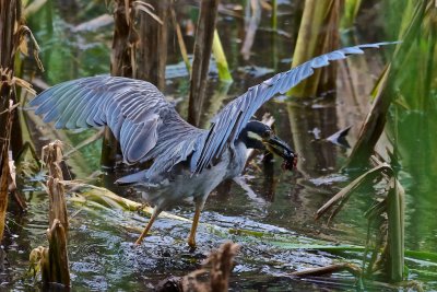 Life in the pond