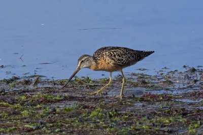 On the flats