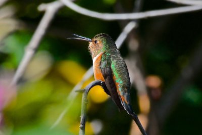 Allen's Hummingbird