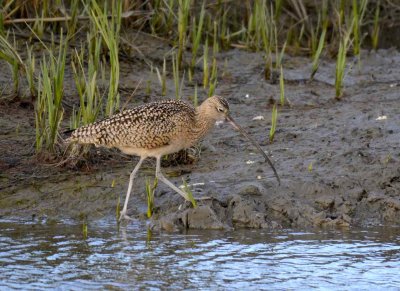 Long-billed Curlew            