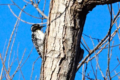 Tree climber