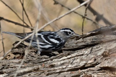 Black-and-white Warbler