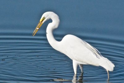 Great Egret