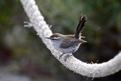 Bewick's Wren