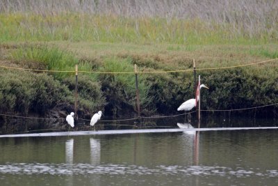 In the channel