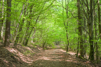 Taunus (Spring 2018)