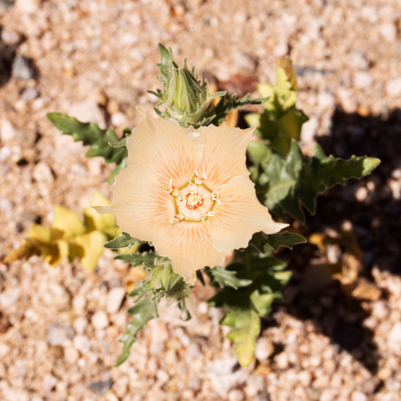 Sand Blazing Star (Mentzelia involucrata)
