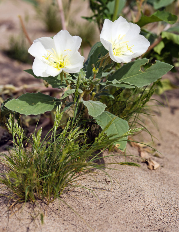 Dune Primrose (Oenothera deltoides) 