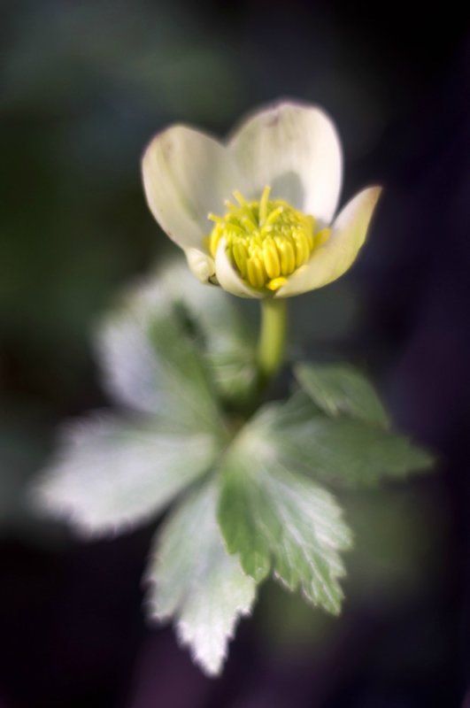 Spreading Globeflower (Trollius laxus)