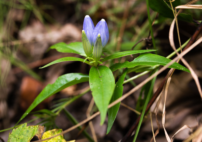 Gentiana andrewsii