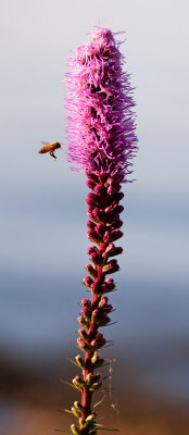 Dense Blazing Star (Liatris spicata)