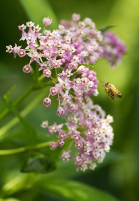 Swamp Milkweed (Asclepias incarnata) 