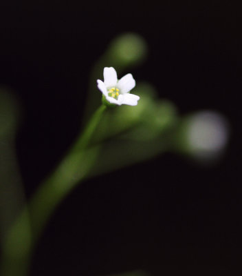 Pineland Pimpernel (Samolus parviflorus)