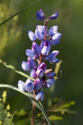 Wild Blue Lupine (Lupinus perennis)