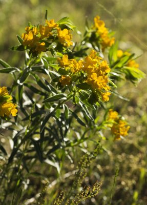 Hairy Puccoon (Lithospermum caroliniense)